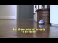 Zhu Zhu Pets Hamster Movie