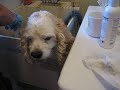 Scrub a dub dub, Buddy\
