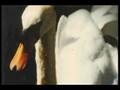 The Swan of Tuonela