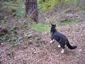 Briar Kitty Goes Hiking Briar Kitty Goes Hiking