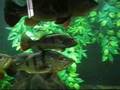 Peacock Bass Feeding on Pellets