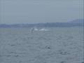 Whale Watching Oct 24 2008 10am Geoff oceanexplorations.com