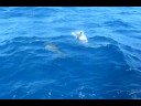 Dolphins Off Of Aruba Part 3