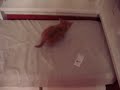 Vista previa del video Gatito se asusta solo