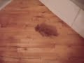 Gatito se asusta solo Video