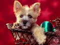 Christmas song