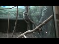 Philadelphia Zoo Prehensile Tail Porcupine Exploring