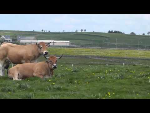 Aubrac. - Balade sur l'Aubrac Lozérien à la découverte de ses richesses, à la rencontre des agriculteurs et avec un zoom sur un projet autour du Thé d'Aubrac.