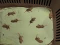Baby Mice - Day 06.wmv Baby Mice - Day 06.wmv