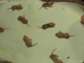 Baby Mice - Day 06.wmv
