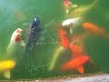 Koi Fish at Lake Shrine, Pasific Palisades, CA
