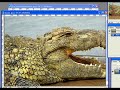 Tutorial poto manipulasi dgn potosop cs2 ttg bagaimana menggabungkan dua binatang jadi satu.