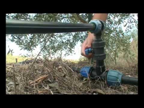 Olivicoltori Sestresi - La filiera dell'olio extravergine di oliva di qualità Olivicoltori Sestresi - La filiera dell'olio extravergine di oliva di qualità