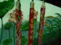 hai-loc-dau-xuan-hay-la-trom-hoa-be-canh-tet-2007.html