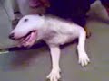 English bull terrier vs rotty pup! English bull terrier vs rotty pup!