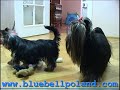 Yorki-wysoka rozdzielczosc:)
