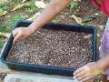 Planting Paulownia Seeds en Mass