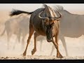 King of BEASTS 2 - Mortal Kombat Theme