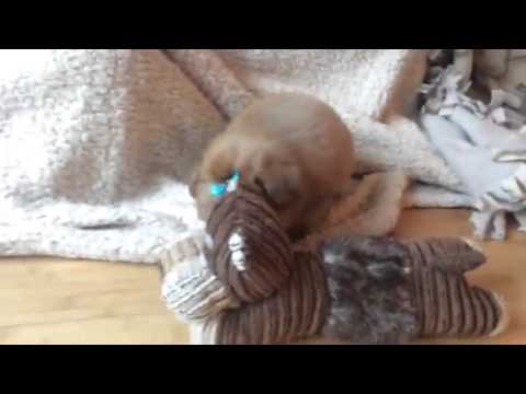 Porkchop-pomapoo male