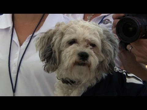 Video: KC@MIL: Hank the dog supports Humane Society