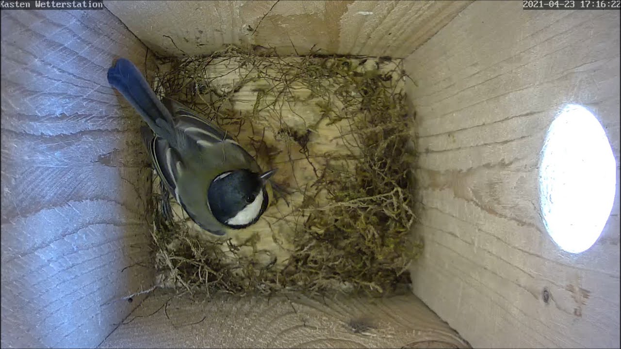 Kohlmeisenpaar startet Nestbau im Nistkasten Wetterstation! 24.04.2021