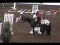 Zip Me Impressive 2003 World's Best Appaloosa