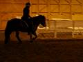 Fat pony almost trotting