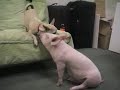 PIGGIES ARE FRIENDS NOT FOOD!!!