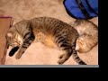 Tribute to my cat Bailey (In memory) Tribute to my cat Bailey (In memory)