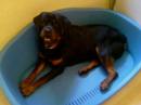 Rottweiler & Alsation x Rottweiler