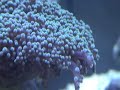Green Frogspawn coral Green Frogspawn coral