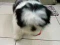 Joey playing