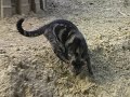 een kat gebruikt de sculptuur van zand, die van de dom van utrecht is gemaakt,als ��n grote kattenbak. 
a cat is using de sculpture of sand of the dom of utrecht as one big cat box.
the music is of michel macias