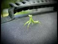 Cuando las mantis atacan