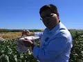 Insect pheromone traps