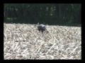 Turkey Hunting 9of16 Taggin Out Hunting Youth Michigan Hunt