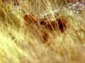 Lioness attacks Cheetah