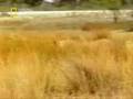 Lioness attacks Cheetah