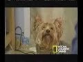 eden espinosa on dog whisperer  part 2 