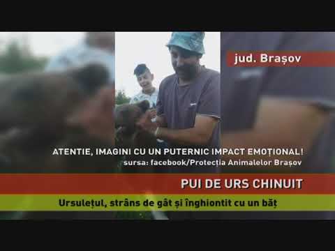 Pui de urs chinuit