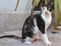 Augusto Daolio - I gatti randagi Augusto Daolio - I gatti randagi