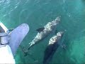 WILD DOLPHINS FROLICKING WITH BOAT AT EDEN, AUSTRALIA