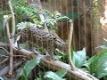 Leopard Cat Water Cat San Diego Zoo