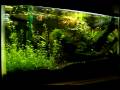 videos de 2 Week Time Lapse of my 10 Gallon Aquarium