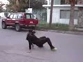Mexican   B  Girls -  B  Dancers