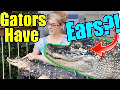 YouTube reptile video