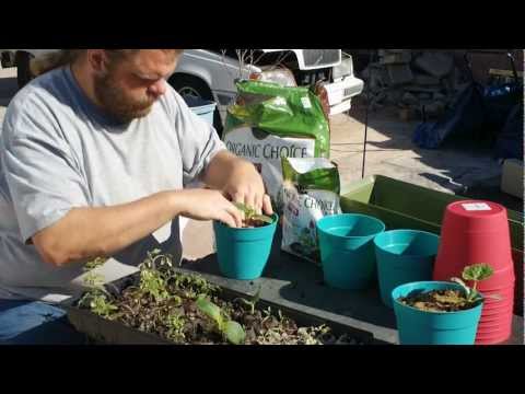 how to transplant chamomile