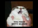 KITTYS WANT FUN TOO!!!