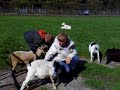 Im Reich der wilden Tiere - Die gef�hrliche Ziege
