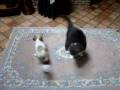 Chihuahua vs cat 1.MPG